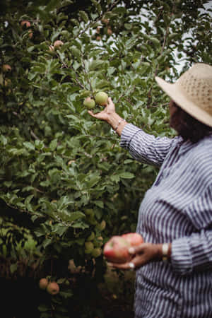 Family Enjoying Apple Picking In Autumn Wallpaper