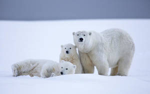 Family Of Polar Bears Wallpaper