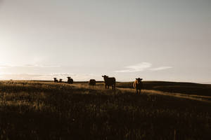 Far Shot Of Cute Cows On Grass During Overcast Wallpaper