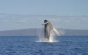 Far Shot Of Humpback Whale Breaching Wallpaper