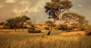 Faraway Rainbow In Africa 4k Wallpaper