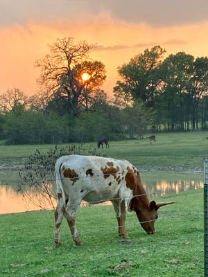 Farm Animal White And Brown Cow Grazing Wallpaper