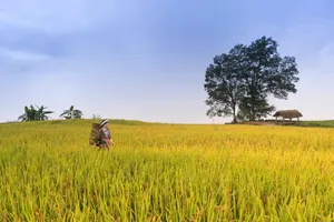 Farmerin Rice Fieldat Dusk Wallpaper