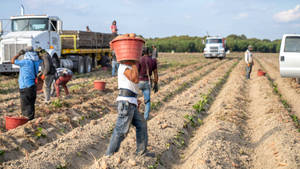 Farmers Busy Day Wallpaper