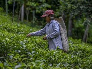 Farmers Working Together In A Lush Organic Farm Wallpaper