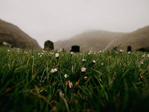 Faroe Islands Green Meadows Wallpaper