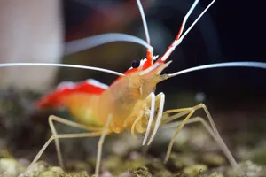 Fascinating Cleaner Shrimp In Clear Blue Waters Wallpaper