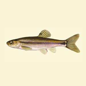 Fathead Minnow Illustration Wallpaper