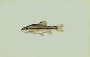 Fathead Minnow Illustration Wallpaper