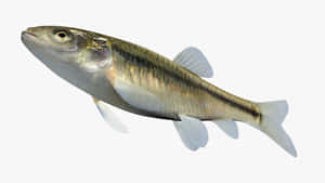 Fathead Minnow Isolatedon White Wallpaper