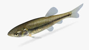 Fathead Minnow Isolatedon White Wallpaper