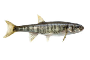 Fathead Minnow Isolatedon White Wallpaper