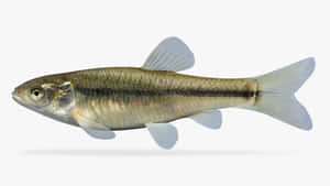 Fathead Minnow Profile Wallpaper