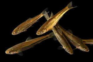 Fathead Minnow School Black Background Wallpaper