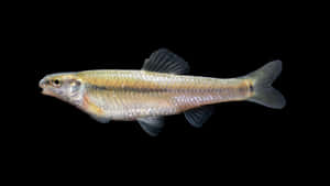 Fathead Minnow Side View Wallpaper