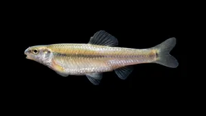 Fathead Minnow Side View Wallpaper