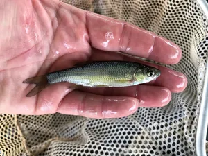 Fathead Minnowin Hand Wallpaper