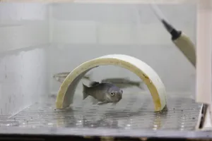 Fathead Minnowin Laboratory Setting Wallpaper