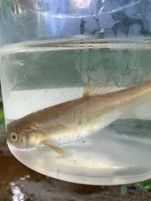 Fathead Minnowin Transparent Container Wallpaper