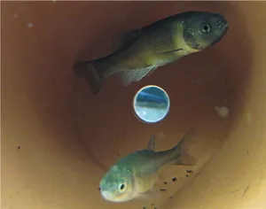 Fathead Minnowsin Aquarium Wallpaper