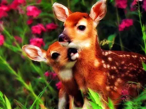 Fawn Siblings Affection.jpg Wallpaper