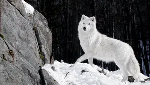 “fearless And Wild - A Lone White Wolf” Wallpaper