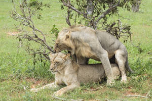 Fearless Roaring Lion - King Of The Jungle Wallpaper