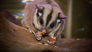 Feeding A Sugar Glider Wallpaper