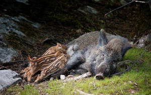 Feeding Wild Boar Wallpaper