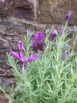 Feel The Beauty Of Soft Purple Hues With This Tranquil Lavender Blue Wallpaper. Wallpaper