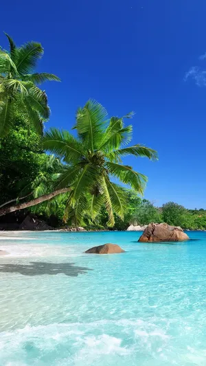 Feel The Caribbean Breeze Wallpaper