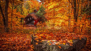 Feel The Colors Of Fall With This Stunning 1920x1080 Hd Wallpaper Wallpaper