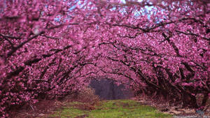 Feel The Energy Of Spring Everywhere Around You Wallpaper