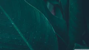 Feel The Green Breeze Of Tropical Summer Wallpaper