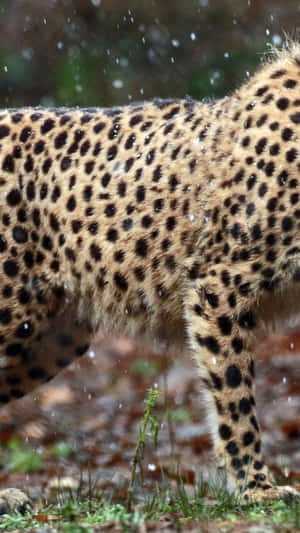 Feel The Power Of The Cheetah Iphone Wallpaper