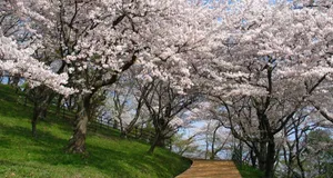 Feel The Vibrancy Of Spring With Dual Screen Wallpaper