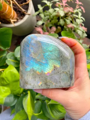 Feeling Bashful In Azure Blue Wallpaper