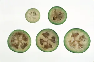 Feijoa Maturity: Cross-section Wallpaper