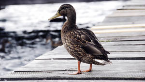 Female Gadwall Duck Wallpaper