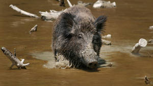 Feral Wild Boar Wallpaper