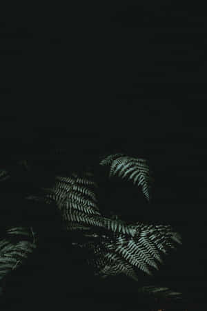 Ferns In The Dark Wallpaper