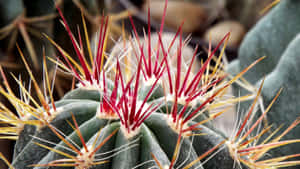 Ferocactus Rectispinus Cactus Flower Wallpaper