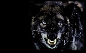 Ferocious And Intense Angry Wolf In The Wild Wallpaper