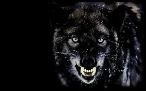 Ferocious And Intense Angry Wolf In The Wild Wallpaper