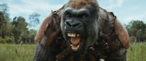 Ferocious_ Gorilla_ Roaring Wallpaper