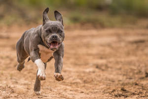 Ferocious Gray Pitbull Running Wallpaper