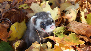 Ferret In Autumn Leaves Wallpaper