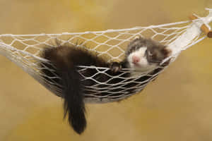 Ferret Sleepingin Hammock Wallpaper