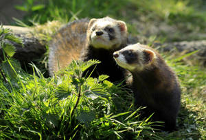 Ferrets In Grasses Wallpaper