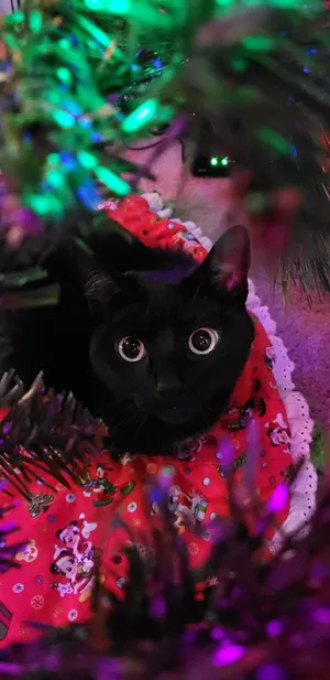 Festive Black Cat Holiday Vibes Wallpaper